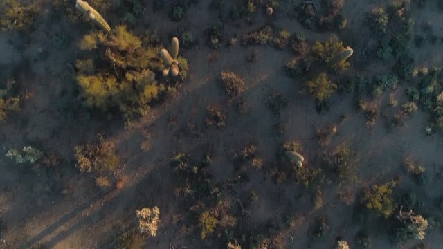 Top Down View of Sonoran Desert Floor with Saguaro Cacti : Ascending