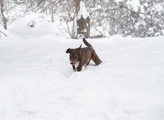 dog running through the snow in winter forest