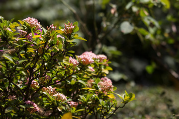 Close up of Small Pink  Ixora flower