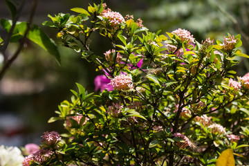 Close up of Small Pink  Ixora flower
