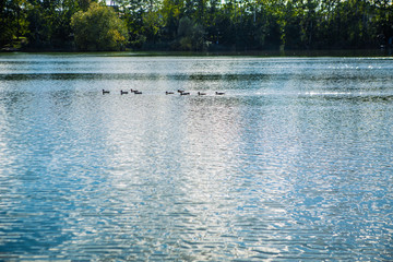 Kaczki w wodzie © Studio Migafka