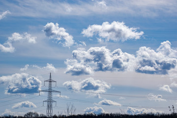 Wheat field . green field with ears of wheat in the summer 