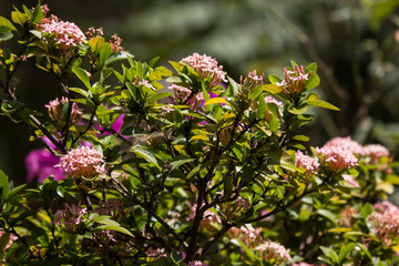 Close up of Small Pink  Ixora flower