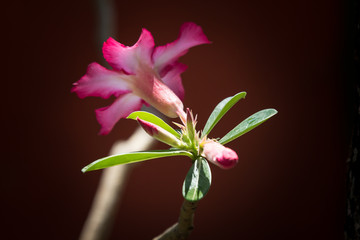 Pink Desert rose flowers