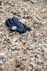 A deep blue winter yarn glove found trashed on the beach surrounded with sea shells.