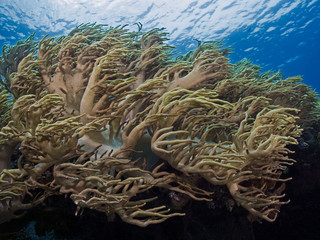 Fototapeta na wymiar Finger leather coral colony (Pulau Bangka, North Sulawesi/Indonesia)