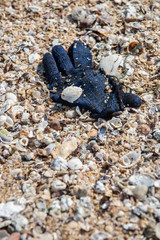 A deep blue winter yarn glove found trashed on the beach surrounded with sea shells.