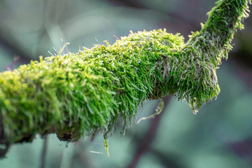 Green mos on tree background. Close up of mos blurred background