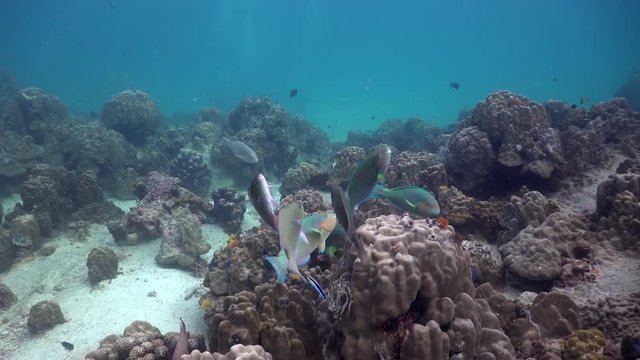Parott fishes on cleaning station
Filmed with Sony AX700/Gates underwater housing
4K HDR