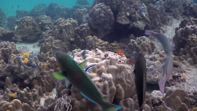 Parott fishes on cleaning station
Filmed with Sony AX700/Gates underwater housing
4K HDR