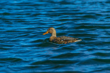 Female mallard duck.