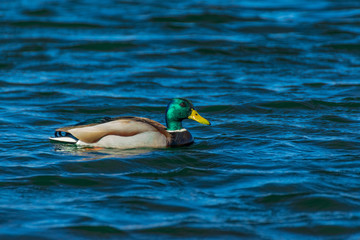 Fototapeta premium Mallard Drake with bright green head 