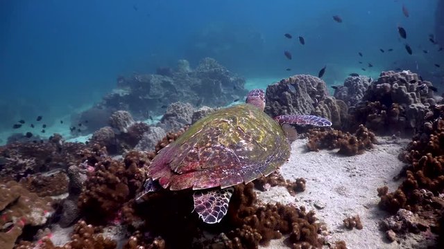 Hawksbill turtle at Koh Tao,Thailand  
Filmed with Sony AX700/Gates underwater housing 4K HDR