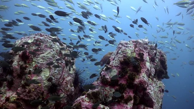 Group of Fusilliers on Chumphon Pinnacle Koh Tao ,Thailand
Filmed with Sony AX700/Gates underwater housing 
HDR 1080