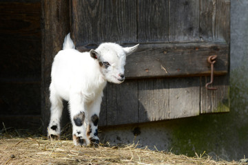 white goat kids standing on straw in front of shed