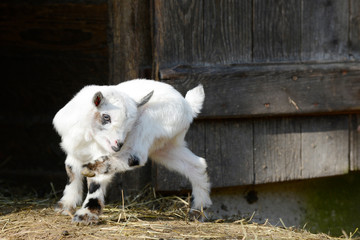white goat kids standing on straw in front of shed