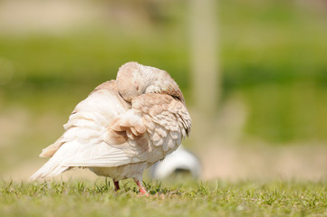 pigeon standing on meadow