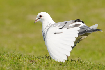 pigeon standing on meadow