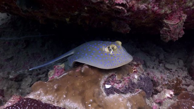 Blue Spotted Ribontail Ray 
Filmed with Sony AX700/Gates underwater housing 4K HDR