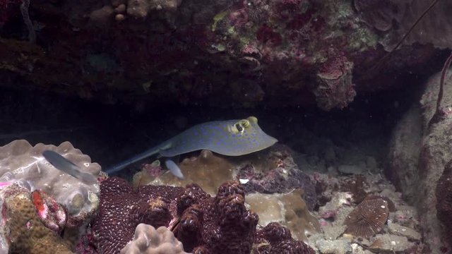 Blue Spotted Ribontail Ray 
Filmed with Sony AX700/Gates underwater housing 4K HDR