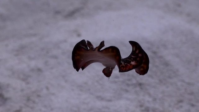 Flatworm swimm slow motion
Filmed with Sony AX700/Gates underwater housing 1080 HDR