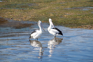 2 pelicans on the shore somewhere in Australia 