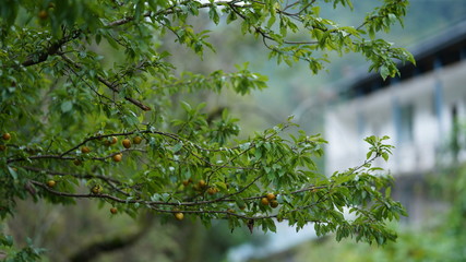 leaves of tree in spring