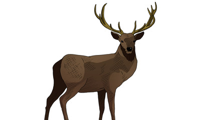 deer isolated on white background