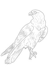 Obraz premium sketch of bird