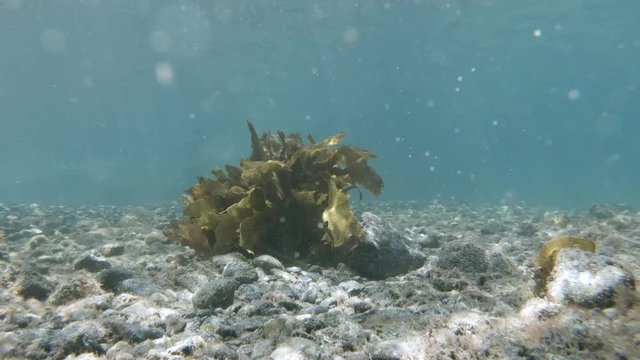 A SLOW MOTION wide shot of a dark green/yellow coloured kelp bed as it sways back and forth in a strong tidal stream beneath the surface of crystal clear sub-tropical water.