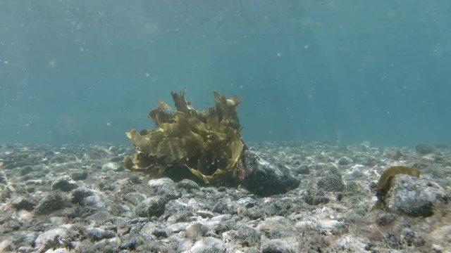 A wide shot of a dark green/yellow coloured kelp bed as it sways back and forth in a strong tidal stream beneath the surface of crystal clear sub-tropical water.