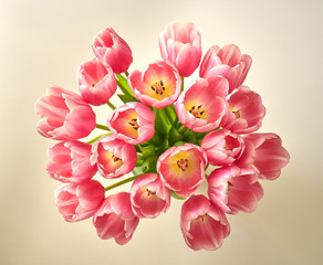 Różowe tulipany na kolorowym tle - obrazy, fototapety, plakaty