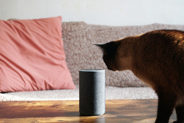 curious cat examines smart speaker standing on coffee table