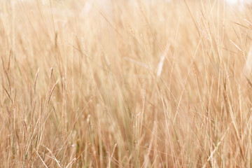 Colorful flowers grass made with gradient for background,Abstract,texture,Soft and Blurred style.postcard.