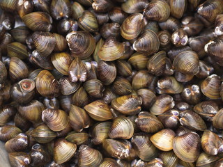 Shell Soup with Garlic, Chilli , Mint and Basil. Traditional Northeast of Thailand food -  Esan Food  name Pad Hoy with Horapa.