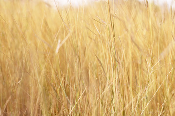 Colorful flowers grass made with gradient for background,Abstract,texture,Soft and Blurred style.postcard.