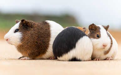Three guinea pigs on the cement pavement