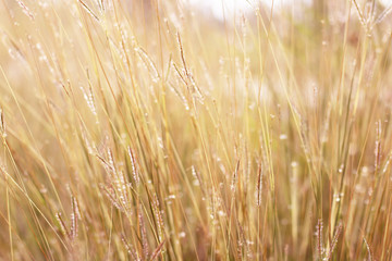 Colorful flowers grass made with gradient for background,Abstract,texture,Soft and Blurred style.postcard.