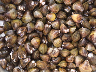 Shell Soup with Garlic, Chilli , Mint and Basil. Traditional Northeast of Thailand food -  Esan Food  name Pad Hoy with Horapa.