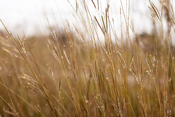 Colorful flowers grass made with gradient for background,Abstract,texture,Soft and Blurred style.postcard.