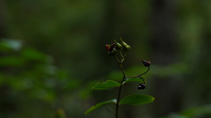 nature