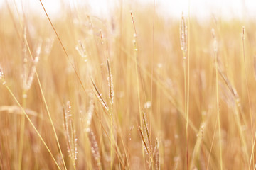 Fototapeta premium Colorful flowers grass made with gradient for background,Abstract,texture,Soft and Blurred style.postcard.