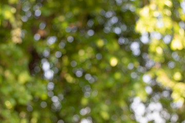 Bokeh of Tree Leaves for nature background and save green concept,soft and blur out of focus, made with gradient and filter colored.