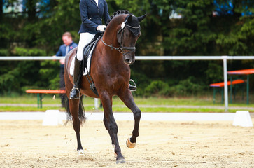 Horse dressage horse in a dressage competition in a combined gallopade in the uphill position..