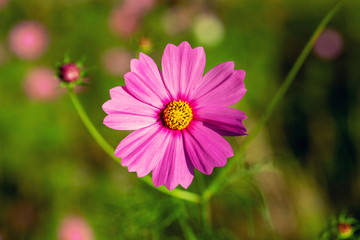 Fototapeta premium One Flower.