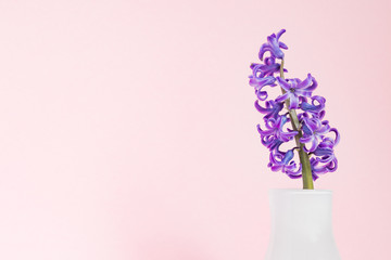 Beautiful purple blooming hyacinth in white glass vase on pink background. Spring bouquet for interior decoration, Creative background with copy space