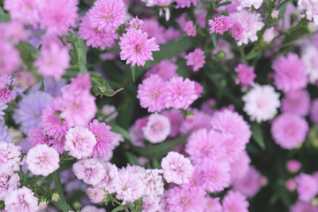 Fototapeta premium Colorful flowers chrysanthemum made with gradient for background,Abstract,texture,Soft and Blurred style.postcard.