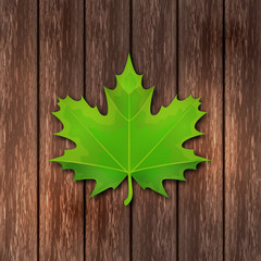 Naklejka na ściany i meble Bright green spring maple leaf on the background of wooden boards.