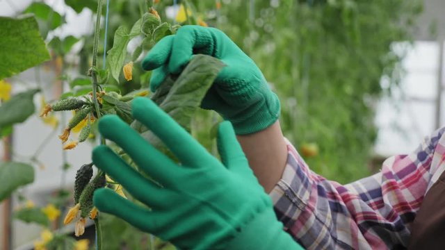 White aphids infected seedling leaves