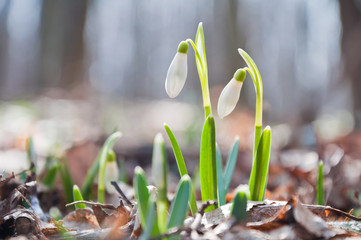 Beautiful white snowdrops growing in the forest